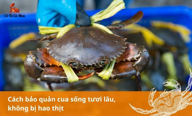Cách bảo quản cua sống vẫn giữ được độ tươi và ít bị hao thịt nhất