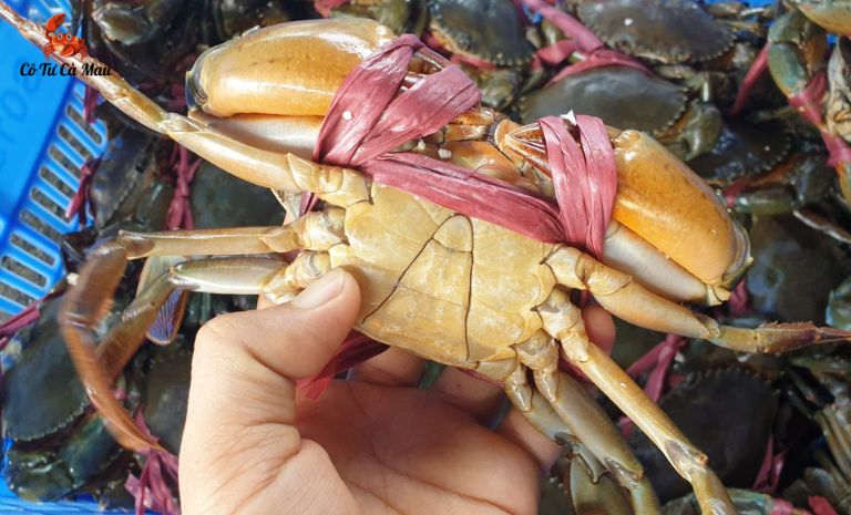 Ưu tiên những chú cua còn tươi và vẫn cử động linh hoạt