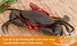 Cua bể là gì? Cách lựa cua bể tươi ngon, chất lượng