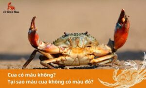 Cua có máu không? Tại sao máu của cua không có màu đỏ?