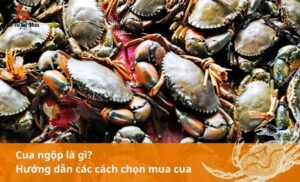 Cua ngộp là gì? Hướng dẫn cách mua cua ngộp chất lượng