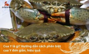 Cua Y là gì? Cách phân biệt cua Y đơn giản, hiệu quả