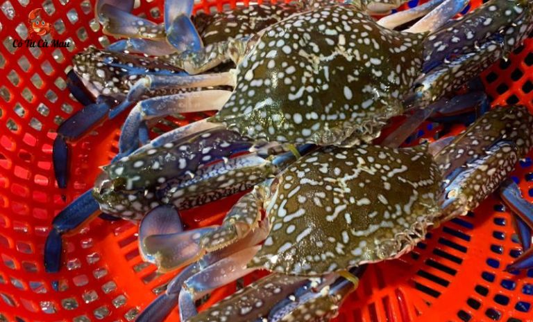 Ghẹ xanh đặc trưng với phần thân màu xanh đốm trắng