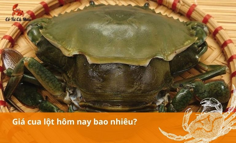 Giá cua lột hôm nay bao nhiêu? Gợi ý những món ăn ngon làm từ cua lột