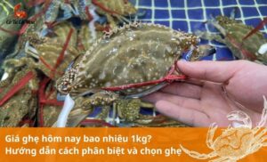 Giá ghẹ hơm nay bao nhiêu tiền một kg? Xem bảng giá chi tiết tại Cô Tư Cà Mau