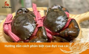 Hướng dẫn cách phân biệt cua đực cua cái chi tiết và đơn giản