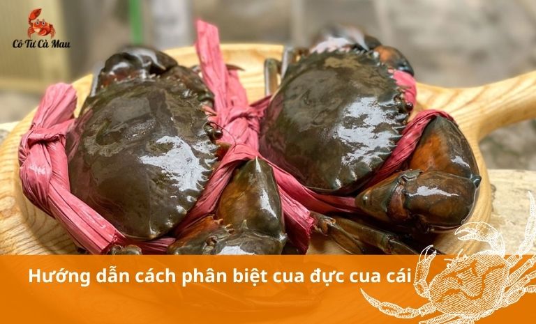 Hướng dẫn cách phân biệt cua đực cua cái chi tiết và đơn giản