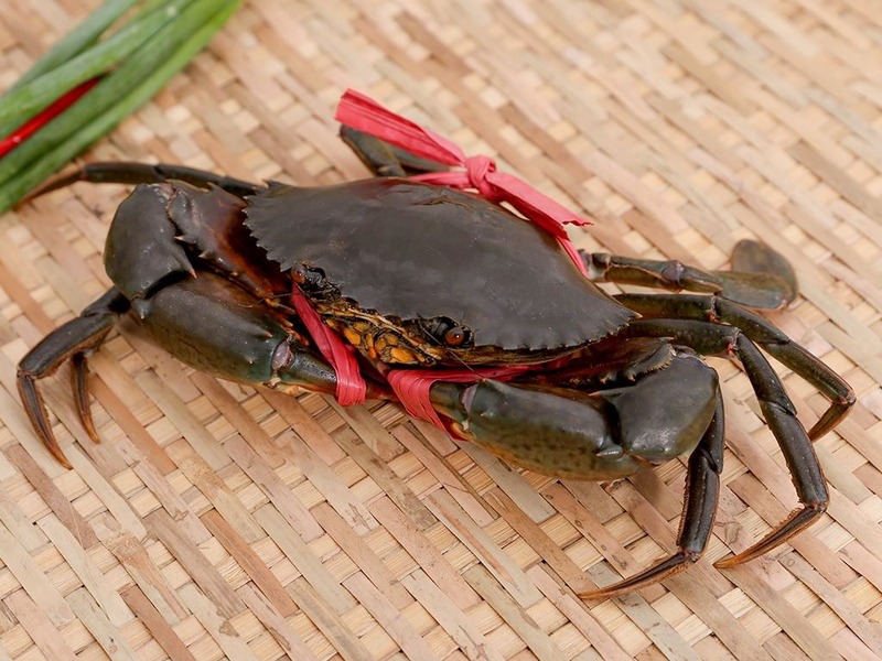 Gợi ý cách phân biệt cua đực cua cái dựa vào phần càng cua